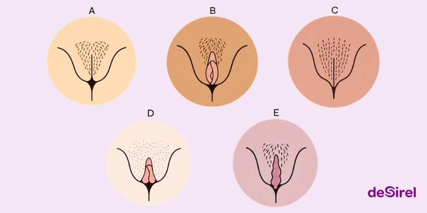 Vulva typer og naturlig variation guide | Desirel.dk Sexshop